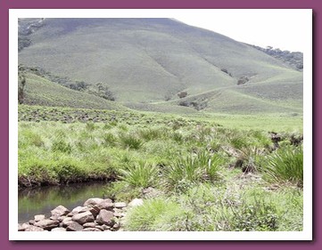 Grass Hills