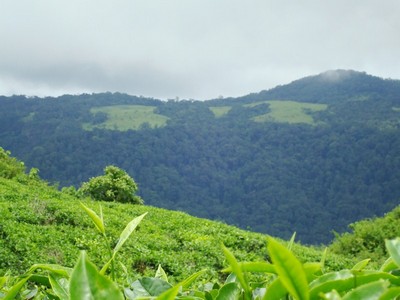 Highforest View