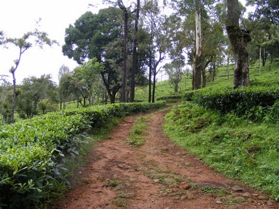 Tea Field Walk