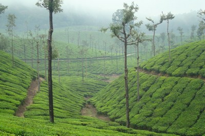 Tea Field