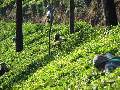 Tea Pluckers