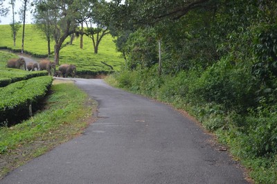 Wild Elephants on Road