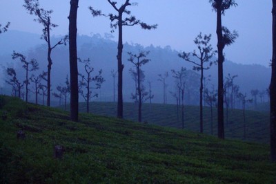 Winter Season Tea Field